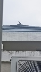 Motacilla maderaspatensis