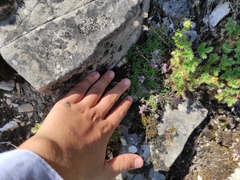 Potentilla asperrima