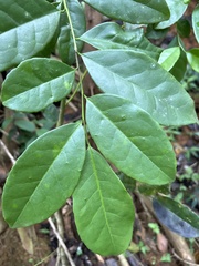 Ilex nitida