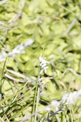 Tulbaghia leucantha
