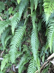 Phegopteris decursive-pinnata