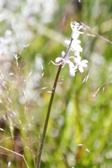 Tulbaghia leucantha