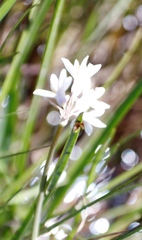 Tulbaghia leucantha
