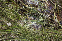 Tulbaghia leucantha
