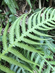 Phegopteris decursive-pinnata