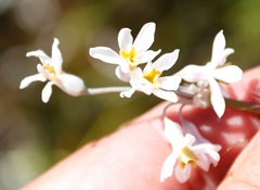 Tulbaghia leucantha