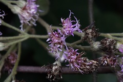 Vernonia solanifolia