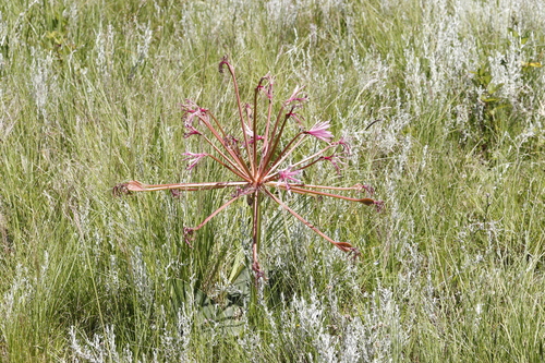Image of Brunsvigia radulosa by (c) Tony Rebelo, some rights reserved (CC BY-SA)