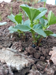 Vicia faba