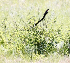 Euplectes progne progne