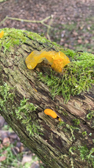 Tremella