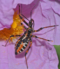 Rhynocoris punctiventris