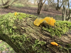 Tremella