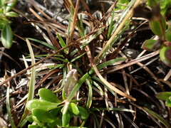 Fimbristylis