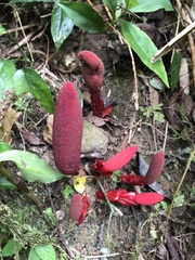 Balanophora laxiflora