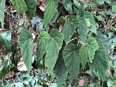 Begonia lukuana