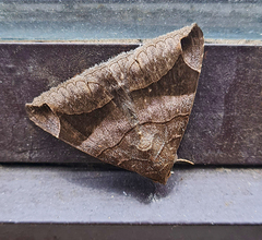 Bastilla amygdalis