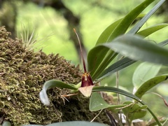 Restrepia