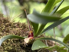 Restrepia