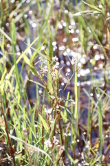 Persicaria hystricula