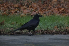 Corvus corone