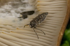 Operophtera