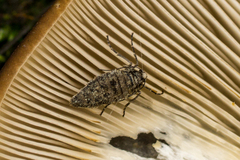 Operophtera