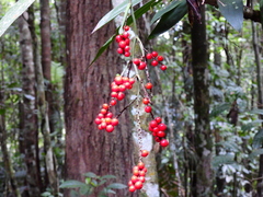 Cordyline cannifolia