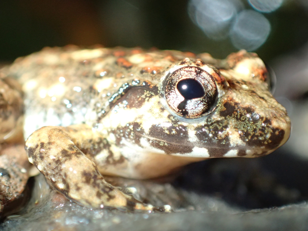 Koh Chang Frog