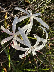 Crinum americanum