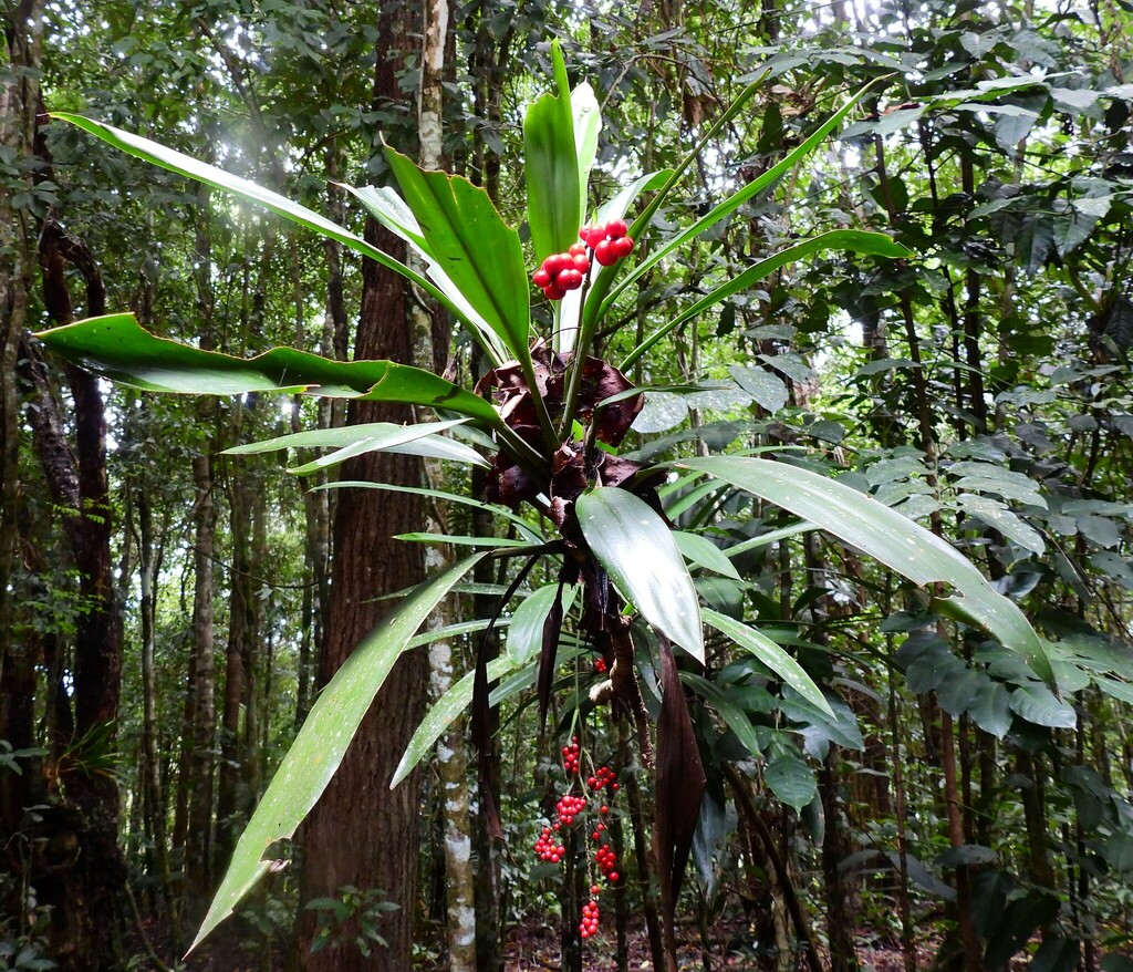 Canna-leaved Palm-lily