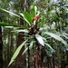 Canna-leaved Palm-Lily - Photo (c) paluma, some rights reserved (CC BY-NC), uploaded by paluma