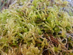 Eurhynchium