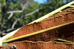 Acrostichum danaeifolium
