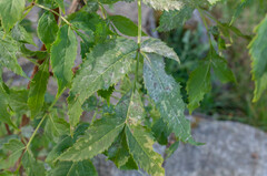 Erysiphe vanbruntiana