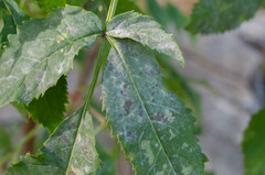 Erysiphe vanbruntiana