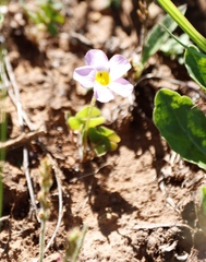Oxalis obliquifolia