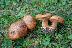 Calonarius elegantior