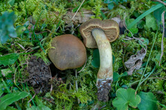 Cortinarius venetus