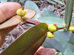 Phyllanthus guillauminii