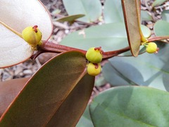 Phyllanthus guillauminii