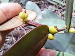Phyllanthus guillauminii