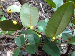 Phyllanthus guillauminii