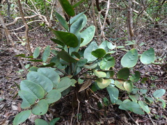 Phyllanthus guillauminii