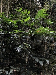 Ardisia virens