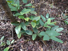 Phyllanthus guillauminii