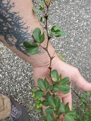 Magnoliopsida