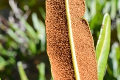Acrostichum danaeifolium