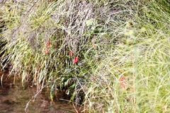 Hesperantha coccinea