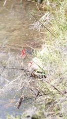Hesperantha coccinea